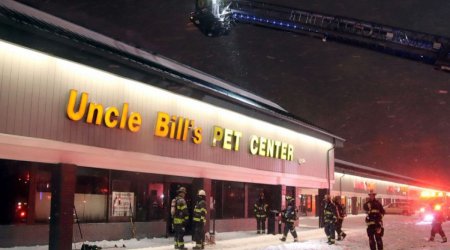 В США более 500 животных погибли при пожаре в зоомагазине