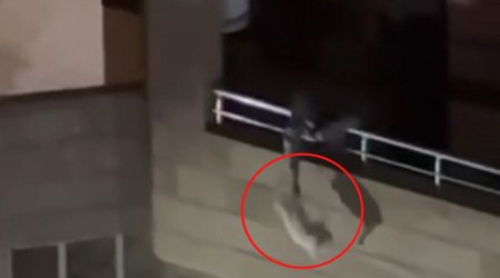 В Баку полиция приняла меры в отношении мужчины, издевавшегося над кошкой