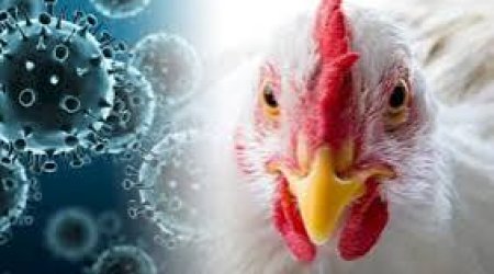 ÜST quş qripinin epidemiya təhlükəsi yaratmadığını deyir