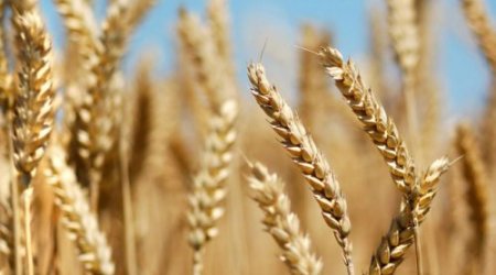 Azərbaycanda buğda səpini 15,5% azalıb