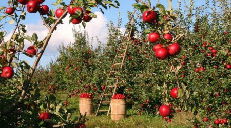 5 meyvə sığortalanan meyvələrin siyahısına əlavə edilib