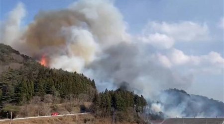 В Японии лесные пожары охватили 1,8 тыс. га