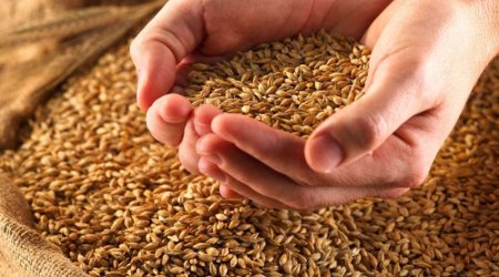 Ərzaq təhlükəsizliyinə ayrılan vəsait azaldılıb