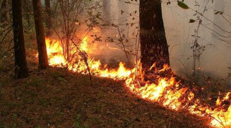 В Гахском районе пожар охватил 100 гектаров горной местности