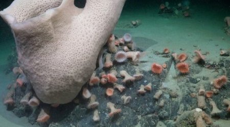 Ученые нашли процветающую экосистему под отколовшимся айсбергом в Антарктиде