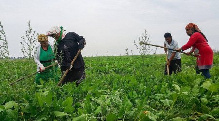 Sərt qış fermerləri çətin vəziyyətdə qoyub: 5 min manatlıq ziyan dəyib