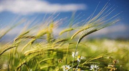 Küləkli hava şəraiti ilə bağlı sarı və narıncı xəbərdarlıq verilib