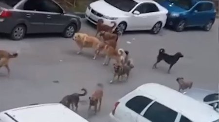 Deputat təklif edir ki, sahibsiz itlərlə bağlı yeni qanun qəbul edilsin