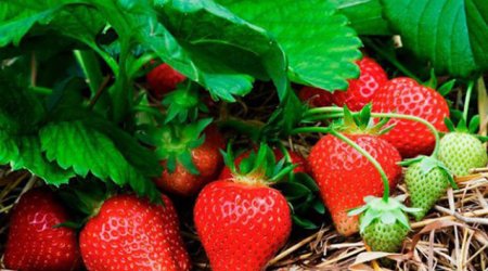 Çiyələk bağlarının sığortalanmasına başlanılıb