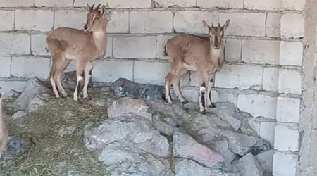 Fermasında dağ keçiləri saxlayan ovçu tutulub