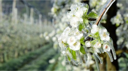 В Турции сильнейшие заморозки погубили урожай фруктов