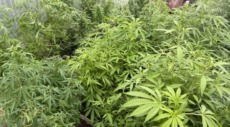 В Сальянском районе задержаны 4 человека за выращивание наркотиков