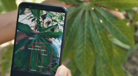 Azərbaycanda bitki xəstəliklərini aşkar edən mobil tətbiq yaradılıb