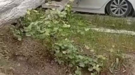 Salyanda güclü külək ağacı avtomobilin üstünə aşırıb