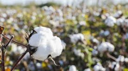 Azərbaycanın pambıq lifi ixracı 18% azalıb