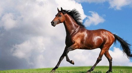 Azerbaijan spent 500,000 manats on breeding Karabakh and Dilbaz horses last year