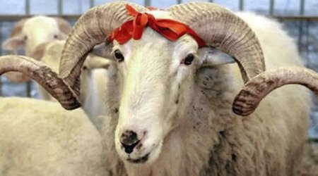 Qurbanlıq heyvanların satış və kəsim ünvanları açıqlanıb