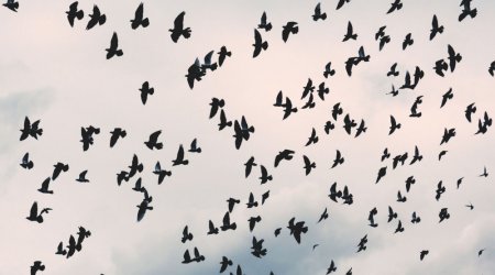 Latviyadan Azərbaycana diri quş və quşçuluq məhsullarının idxalına məhdudiyyət qoyulub