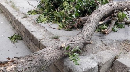 В Баку сильный ветер повалил дерево на женщину