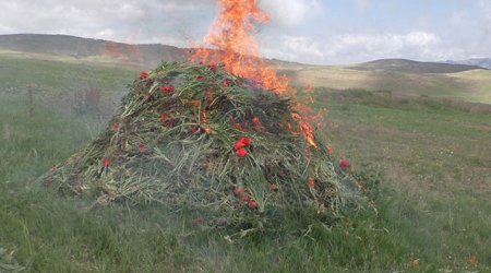Yardımlıda 1,6 ton narkotik bitki məhv edilib