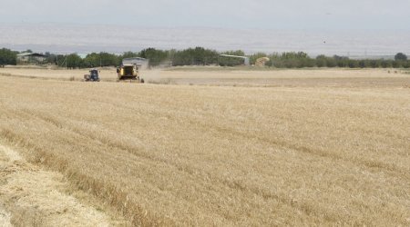 В Азербайджане собрано около 1,85 млн тонн зерна