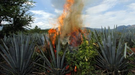 В Огузе уничтожено 4,5 тонны дикорастущей конопли