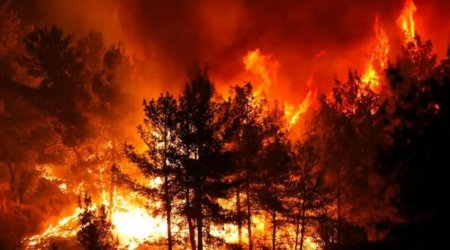 В Турции арестованы 10 человек в связи с лесными пожарами