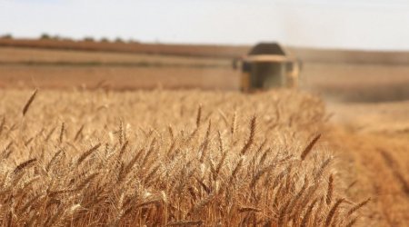 Казахстан увеличил экспорт в Азербайджан зерна в 116 раз