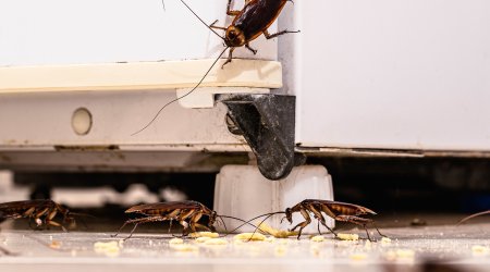 Эксперт назвала главные причины появления тараканов в доме
