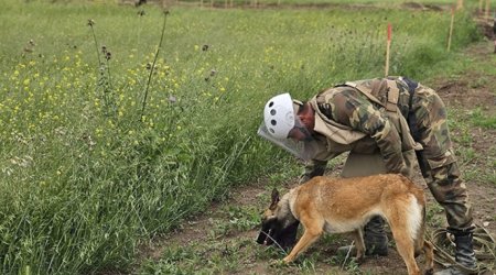 Ötən həftə 1600 hektardan çox ərazi minalardan təmizlənib