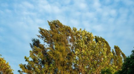 Küləkli hava ilə bağlı sarı xəbərdarlıq edilib