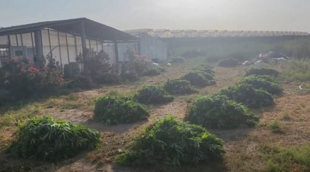 Pomidor əkmək adıyla istixanada 881 kq narkotik yetişdirib