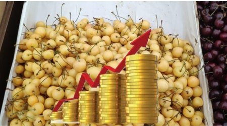 Gilas bağlarında zərər artıb - fermerlər narazıdır