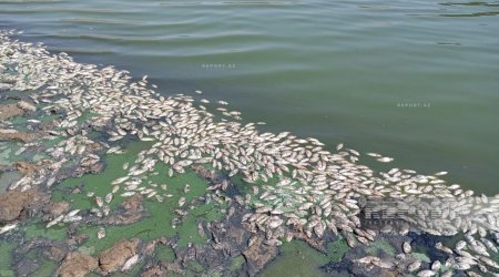 Названа предварительная причина массовой гибели рыбы в Джалилабадском районе