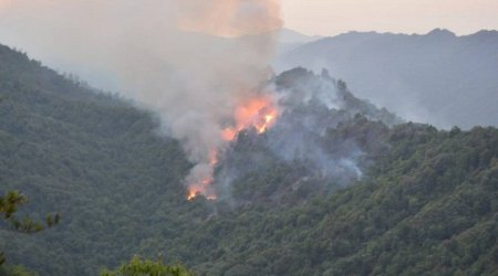 В Турции в связи с лесными пожарами задержаны 23, арестованы 4 человека