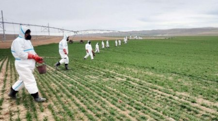 Aqrar sığortada süni intellekdən istifadə genişləndiriləcək