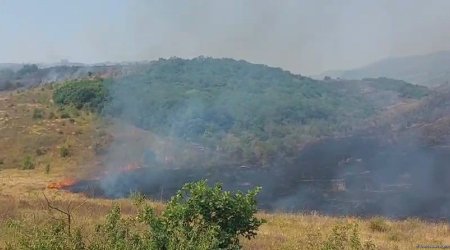 Meşə və yaxın sahələrdə baş verən yanğınların sayı açıqlanıb