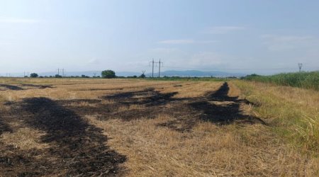 Tovuzda kənd təsərrüfatı sahələrinin yandırılmasında şübhəli bilinən iki nəfər saxlanılıb