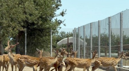 Buzovnada qanunsuz saxlanılan heyvanlar zooparka təhvil verilib