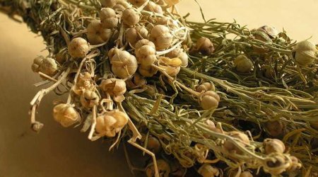 Azerbaijan's justice ministry warns against transporting harmala plant abroad