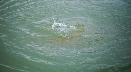 В Исмаиллы 26-летний парень утонул в реке