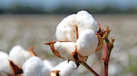 Азербайджан увеличил производство хлопка