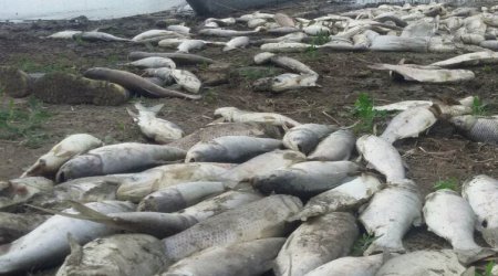 Mahmudçala Ovçuluq Təsərrüfatında balıqlar tələf olub