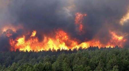 В четырех провинциях Турции начались лесные пожары