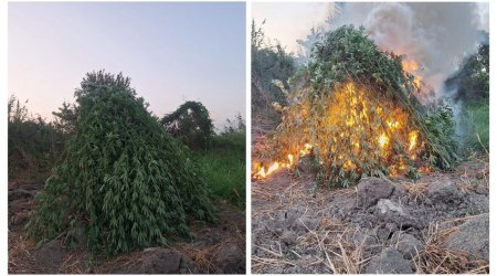 В Сабирабаде уничтожено более 2 тонн дикорастущей конопли