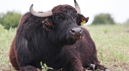 Balakəndə camış sahibini vuraraq öldürüb