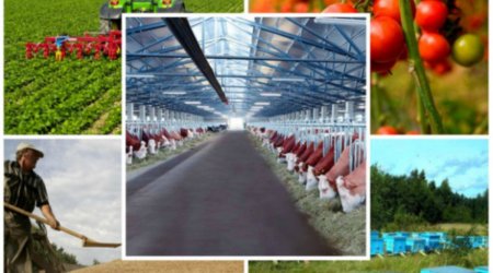 Dörd ildə 2,2 milyard manat kənd təsərrüfatı məhsulları istehsalçılarına subsidiya ödənilib
