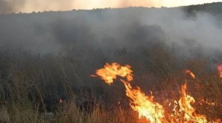 В Гызылагачском национальном парке вспыхнул пожар