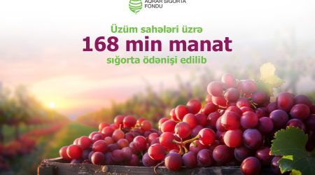 Fermerlərə üzüm sahələrinə görə 168 min manatdan çox sığorta ödənişi edilib
