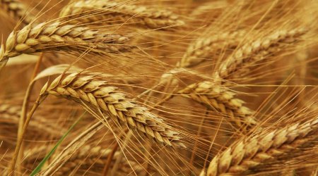 Azərbaycana buğda idxalı artıb